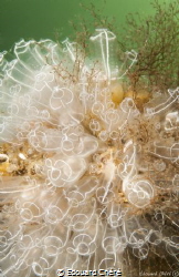 Clavelina in Thau lagoon in France. by Edouard Chéré 